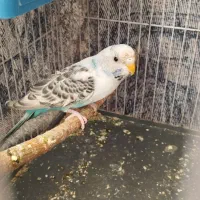 مرغ عشق|پرنده|شیروان (خراسان), |دیوار