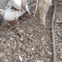 کوهی نر هفت رنگ کرم|پرنده|اهواز, اسلام آباد شرقی|دیوار