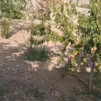 باغچه|فروش زمین و ملک کلنگی|شیراز, بازار|دیوار