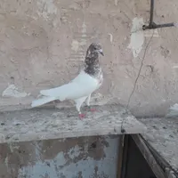 کبوتر خوب و عالی|پرنده|صباشهر, |دیوار