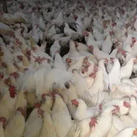 حراج مرغ تخم گذار فقط امروز