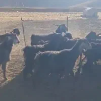 بزداشتی|حیوانات مزرعه|اقلید, |دیوار