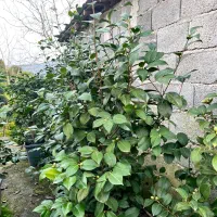 فروش گل کاملیا، ونعنایی ،پایه مورد،|گل و گیاه طبیعی|چابکسر, |دیوار