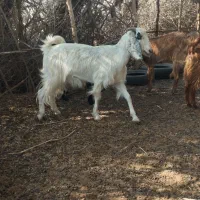 معاوضه با گاو