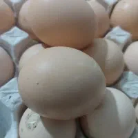 تخم مرغ زرده طلایی