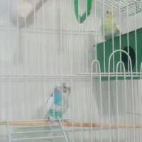 مرغ عشق|پرنده|چناران, |دیوار