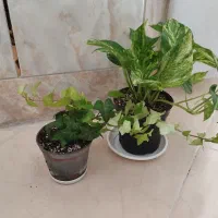 دو عدد گل طبیعی|گل و گیاه طبیعی|شهرکرد, |دیوار