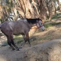 اسب سالم و سرحال|حیوانات مزرعه|کهنوج, |دیوار