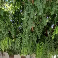 ۱۶۰ متر ویلایی دربست دوبلکس پارکینگ دار ۳ خواب|اجارهٔ خانه و ویلا|مشهد, شفا|دیوار