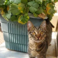 بچه گربه پیدا شده