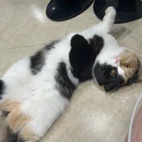 گربه ماده برای جفتگیری