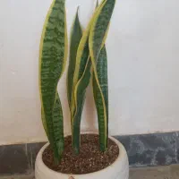 گل طبیعی|گل و گیاه طبیعی|آبدانان, |دیوار