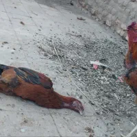 تخم مرغ نطفه دار|حیوانات مزرعه|رفسنجان, |دیوار