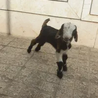 بزغاله‌شیری