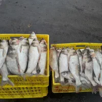ماهی قزل بدون استخوان تازه تازه حراج