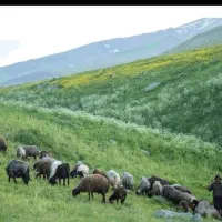 ارگانیک دام عرضه گوسفندکم شکم/پروار شده زنده|حیوانات مزرعه|تهران, تهران‌نو|دیوار