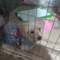 سگ اشپیتز بازیگوش|سگ|قزوین, |دیوار