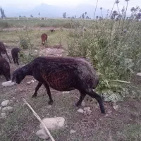 گوسفند ماده درشت