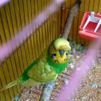 نر مست انگلیسی پشت فر و تاج دار رنگبندی عالی