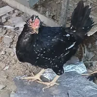 مرغ گلین تخمگذاردرجه یک
