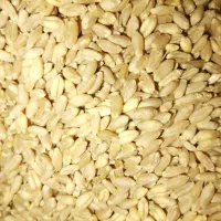 فروش گندم درجه یک