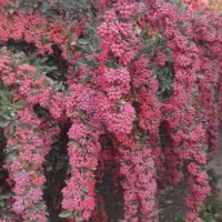 نهال‌زرشک‌وعناب‌مرغوب‌‌