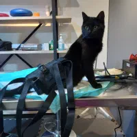 واگذاری پیشی فلج در شیراز