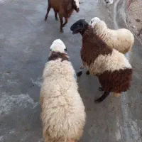 بره نر کشتار|حیوانات مزرعه|فیروزآباد (لرستان), |دیوار