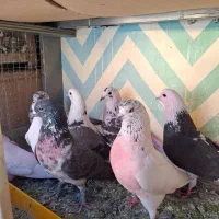 کبوتر پرشی همه ماده