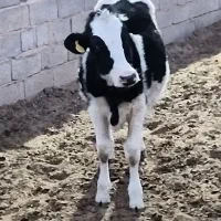 تلیسه وگوساله|حیوانات مزرعه|کرمان, |دیوار