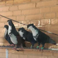 کفتر فروشی کرباتی|پرنده|بهرمان, |دیوار