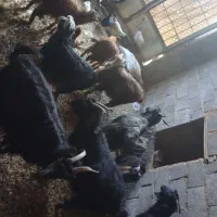 گوسفند|حیوانات مزرعه|چترود, |دیوار