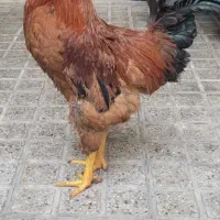 خروس محلی|حیوانات مزرعه|تهران, کوثر|دیوار