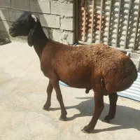 بره چینی