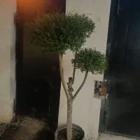 درخت مورد سه شاخه|گل و گیاه طبیعی|لاهیجان, لیالستان|دیوار