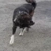 سگ قهدریجانی 3ساله|سگ|آوج, |دیوار