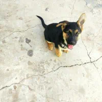 فروش توله ژرمن 2.5ماهه|سگ|برخوار, |دیوار