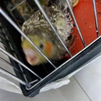 جوجه سرلاکی عروس هلندی