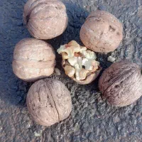 گردو الشتر تازه بشکن و ببر