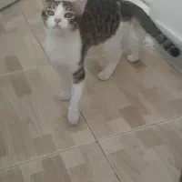 واگذاری بچه گربه|گربه|پرند, فاز ۲|دیوار