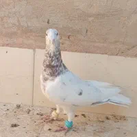 کفترپرشی|پرنده|اسفراین, |دیوار