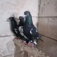 کفتر معاوضه با مرغ تخمی
