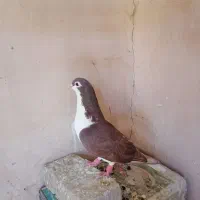 کبوترها همه سالم به شرط تخم و جوجه|پرنده|سبزوار, شهرک جهاد|دیوار