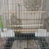 قفس عروس هلندی