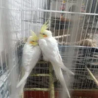 عروس
