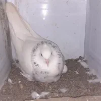 طوقی ۶ دانگ|پرنده|چالوس, |دیوار