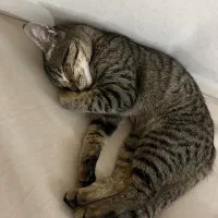 گربه ی خانگی ماده / ۴ماهه|گربه|رودسر, |دیوار