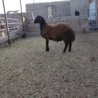 بره قوچ همو