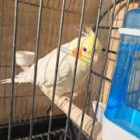 عروس هلندی لوتینو نیمه‌دستی  سالم و رام