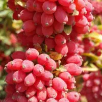 زرشک دانه شده با دستگاه کاملا بهداشتی-آب زرشک خالص